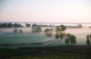 Vins de bordeaux